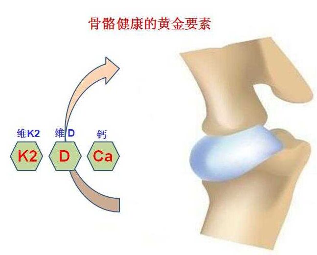 超聲骨密度檢測(cè)儀廠家分析鈣對(duì)骨骼健康的重要性