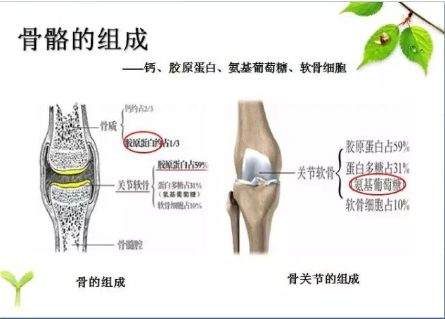 便攜式骨密度檢測(cè)儀品牌詳述骨密度增加診斷