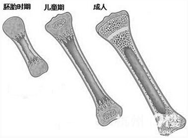 骨密度檢測儀給孩子測骨齡的意義