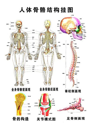 骨密度測(cè)量?jī)x關(guān)注骨骼健康：認(rèn)識(shí)骨骼的剖析